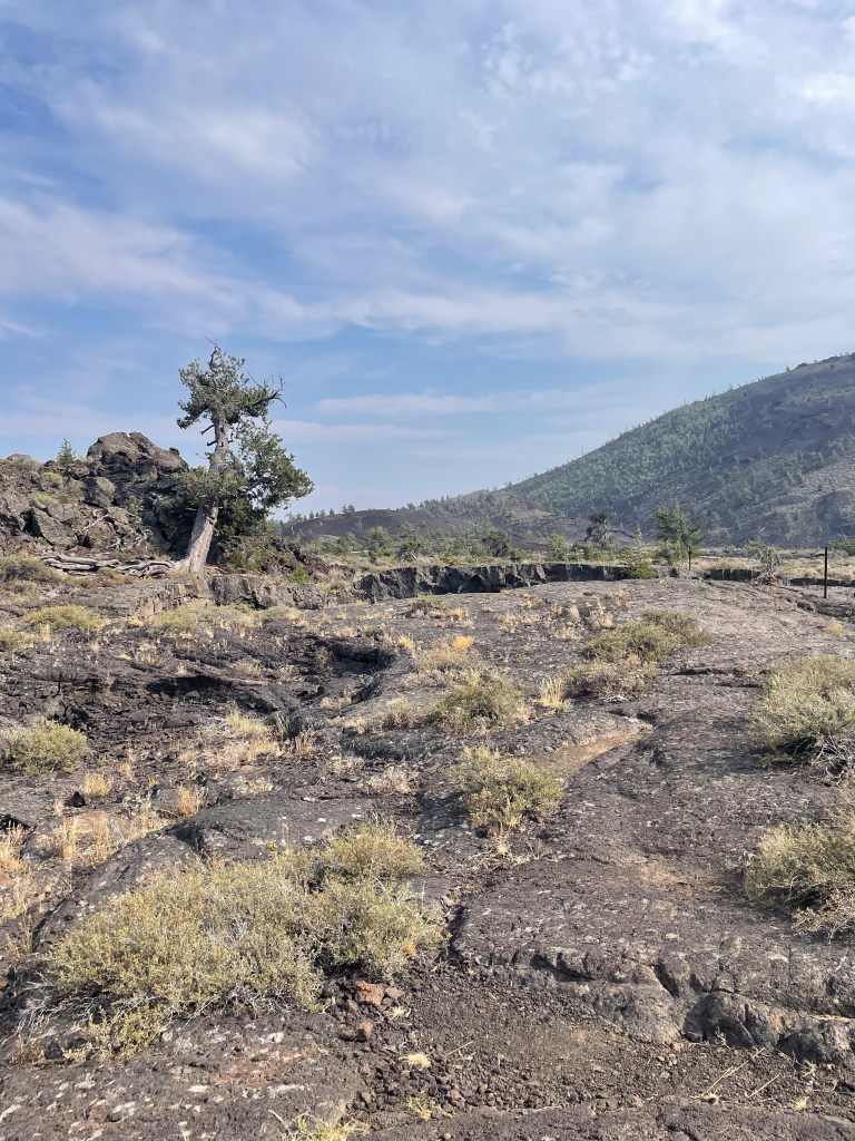 A rocky landscape with sparse vegetation, featuring a lone tree against a backdrop of rolling hills and a clear blue sky.