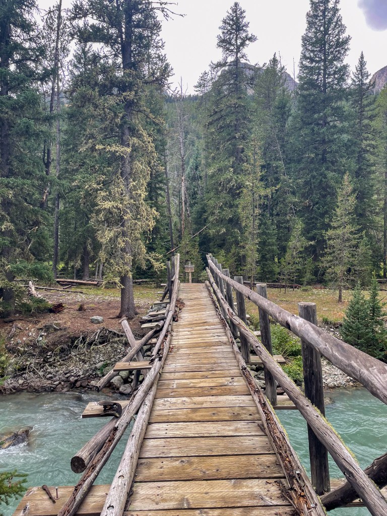 A wooden bridge crossing over a stream surrounded by tall evergreen trees in a forest setting
