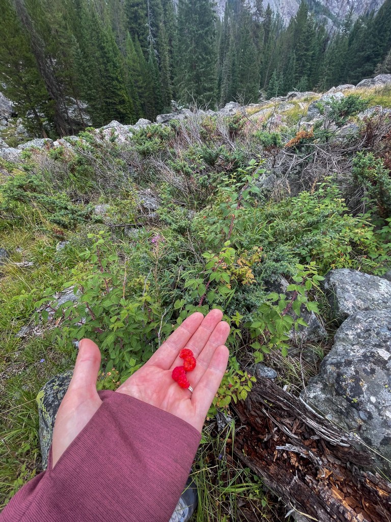 A hand holding three ripe red raspberries, set against a backdrop of green shrubs and trees in a natural outdoor environment.