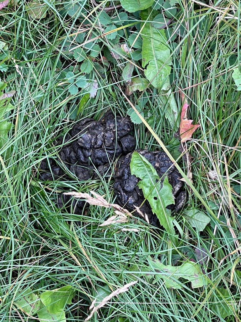Close-up of animal droppings on green grass with scattered leaves.