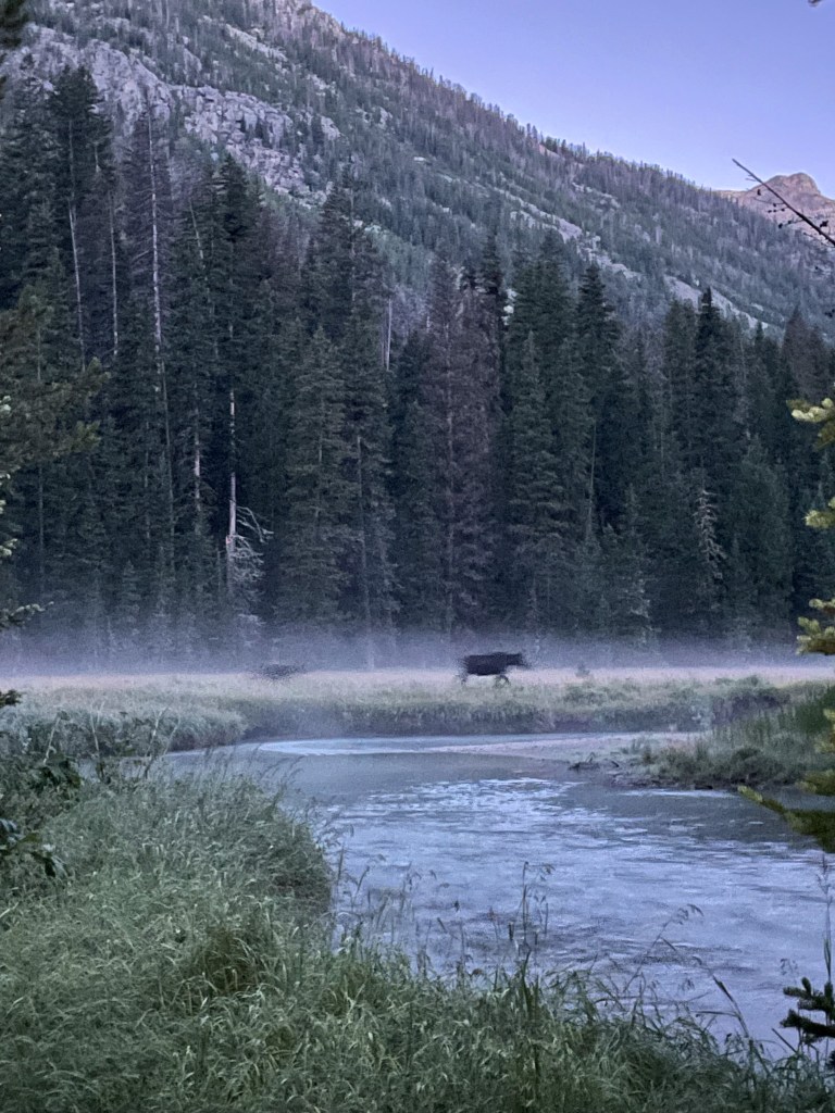 A misty landscape with a river flowing through it, surrounded by dense evergreen trees and mountains in the background. A cow is seen walking along the riverbank.