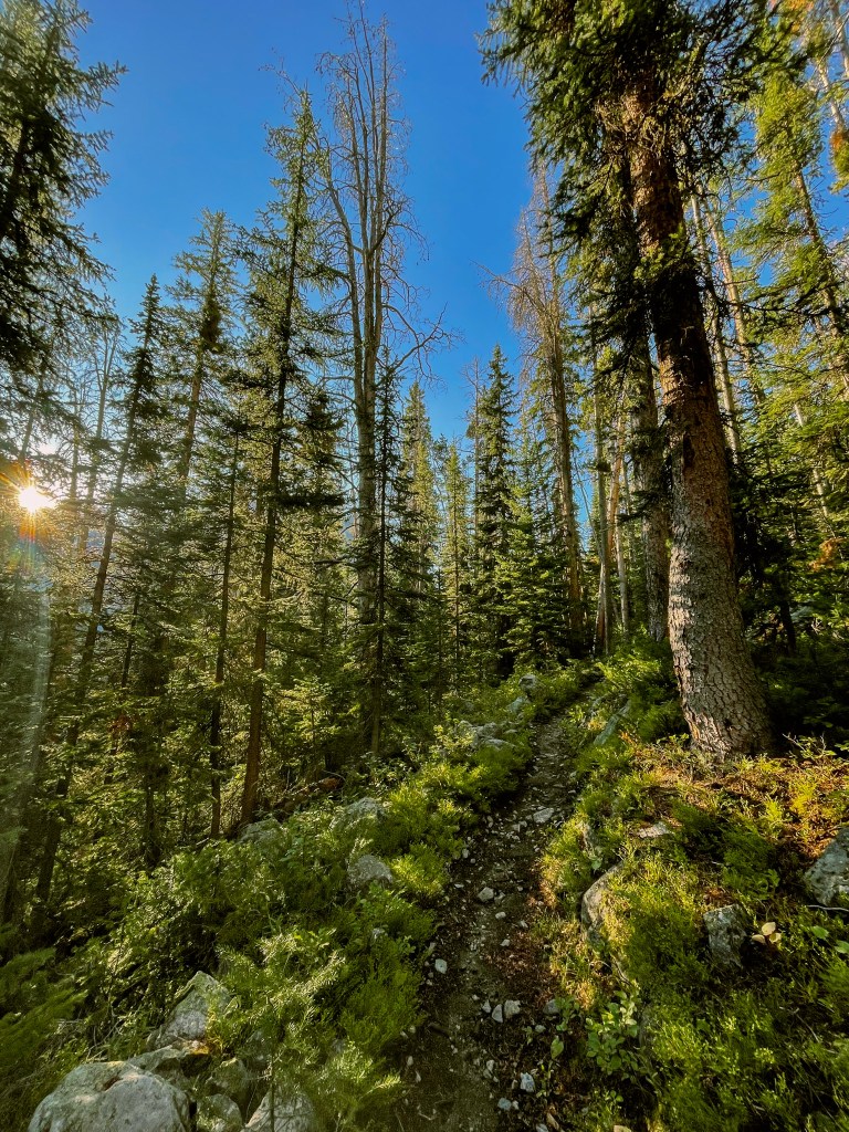 A forest path surrounded by tall evergreen trees under a clear blue sky, with sunlight filtering through the branches.