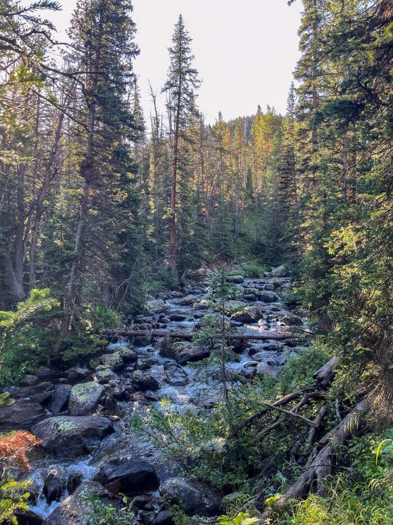 A serene forest scene featuring a flowing stream surrounded by tall trees and rocky terrain.