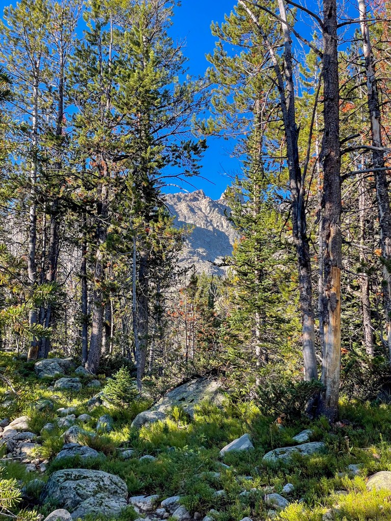 A forest scene with tall trees and rocky terrain, showcasing vibrant greenery and a mountain peak under a blue sky.