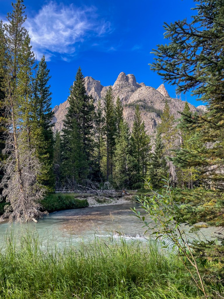 A scenic view featuring a river flowing through tall grass with rocky mountains in the background, framed by evergreen trees under a clear blue sky.